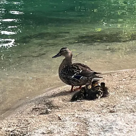 Lagoon Holiday home *
